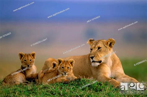 African Lion - Adult and young (Panthera leo), Stock Photo, Picture And ...