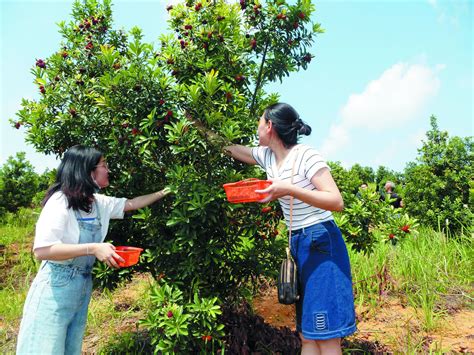 杨梅迎来采摘季