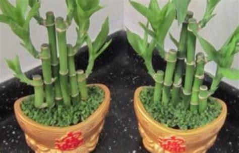在室内用盆栽养护土培富贵竹的技巧，怎么防止黄叶？