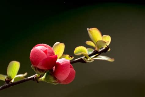 长寿冠海棠盆景的养殖方法和注意事项 - 花儿谷