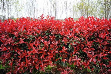 红叶石楠树苗价格3-5公分-藤本月季网