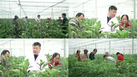 农业栽培：夏季蔬菜育苗技术