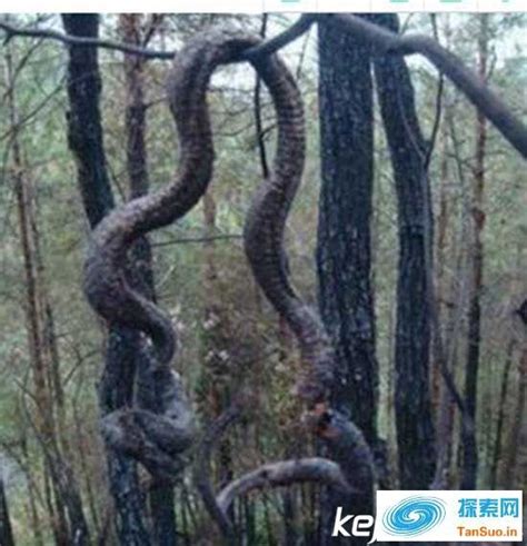 1995年安徽一山林发生巨蟒渡劫事件是真的吗？|春雷|巨蟒|蟒蛇_新浪新闻