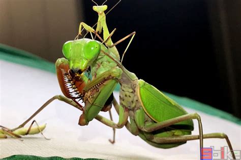 小科普 | 螳螂：食性、捕猎与求偶