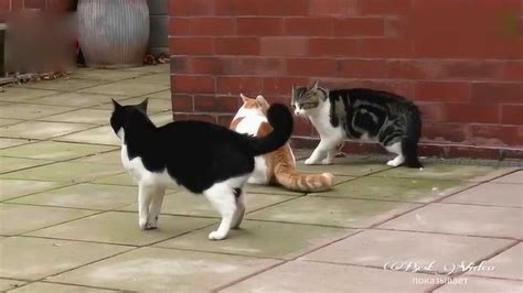 猫咪打架，橘猫展示绝技“后空翻”，俩花猫都看懵了！