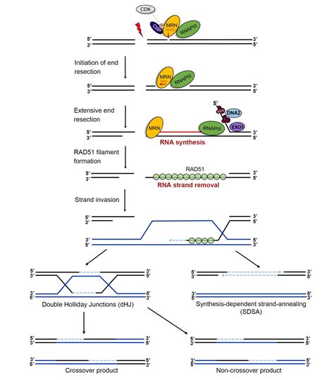 DNA 复制过程中，组蛋白如何复制？核小体如何重组？组蛋白修饰如何遗传？ - 知乎