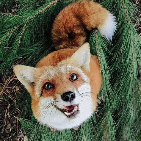 宠物狐狸身上会有异味吗?