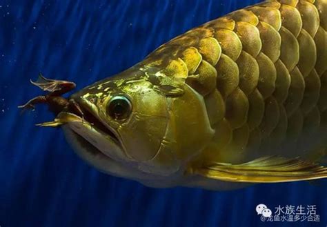 七彩银龙鱼活鱼苗招财风水鱼中大型红龙金龙鱼活鱼热带淡水观赏鱼-阿里巴巴