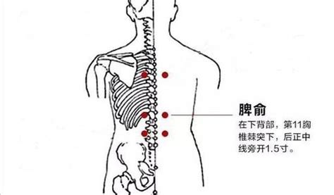 小腿拔罐位置图图片