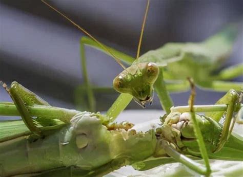 母螳螂为何吃掉公螳螂(螳螂繁衍的简介)-生物科普-科普兄弟