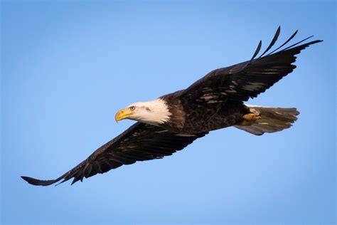 American Bald Eagle Pictures Wallpapers - Top Free American Bald Eagle ...