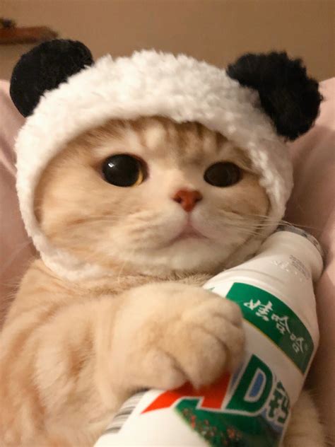 非主流毛绒猫猫头像