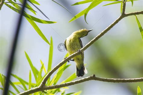 Cinnyrisjugularis在树上是一种被鸟族捕获的小鸟高清图片下载-正版图片505847475-摄图网