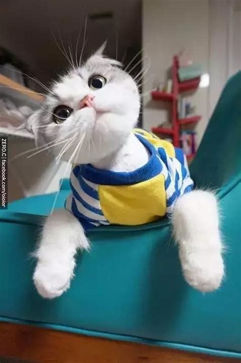 这只猫咪告诉你：什么叫做包子脸的魅力！|猫咪|包子|魅力_新浪新闻
