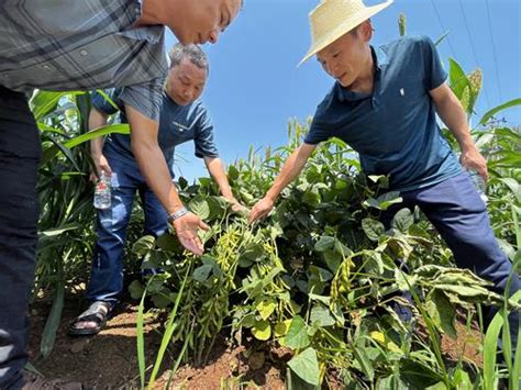 荣昌永川铜梁高粱大豆带状复合种植优化施肥田间试验进展顺利 - 重庆农业技术推广信息网