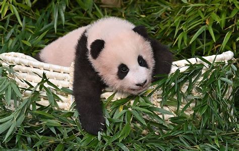 晒晒旅法大熊猫宝宝“圆梦”的成长萌照_国内国际_江门广播电视台