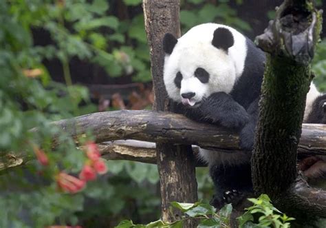 离家20年，熊猫美香还要在美国打工3年，它到底过得怎么样？