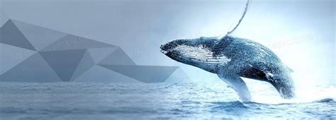 鲸鱼必须兑换流量包之后 鲸鱼里的昨日有效直推一 - 首码网