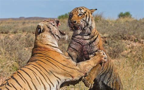 老虎|将两只老虎放在非洲，森林之王是虎啸非洲，还是沦为败家之犬？_虎啸非洲|动物|科学|猫科动物_「易坊」