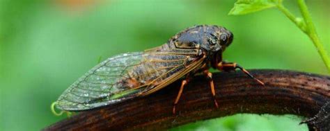 蝉从产卵到成虫的生长过程，蝉的生命周期-农百科