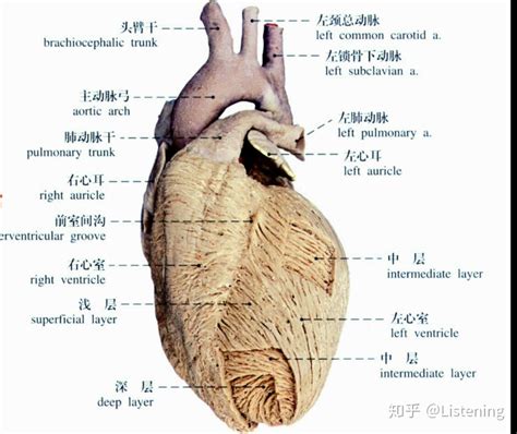 图124 左心房和左心室的形态结构-人体解剖学-医学