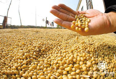 黄豆的成长过程_河南省豫煌种业有限公司