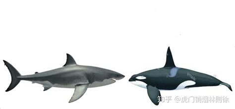 虎鲸vs大白鲨，谁才是真正的海洋霸主？全方位对比后，战局出现了一边倒_腾讯视频