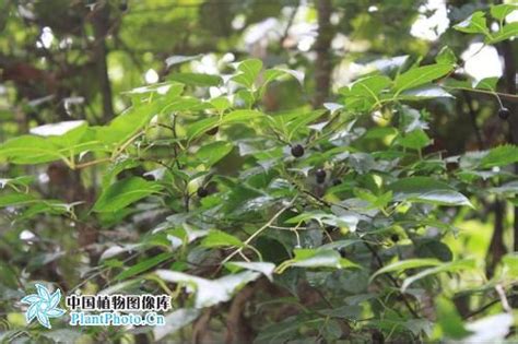 秤星树图片
