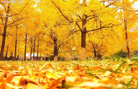 橘黄色的秋叶图片_林中的秋叶素材_高清图片_摄影照片_寻图免费打包下载