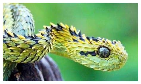 树蝰蛇一身闪闪发光的鳞片，像极了龙，堪称史上最霸气的蛇类