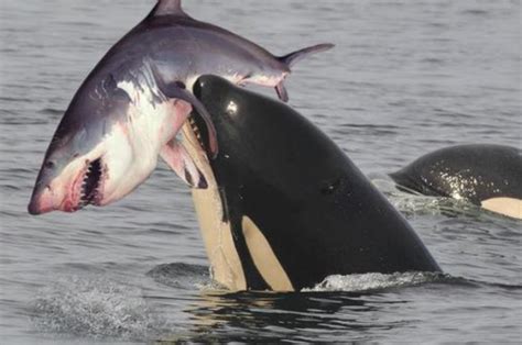 为什么大白鲨碰上虎鲸一动都不动,任凭虎鲸撕咬?