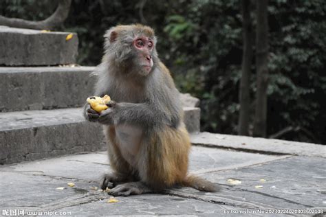 贵阳黔灵山动物园之野生猴（八）-中关村在线摄影论坛