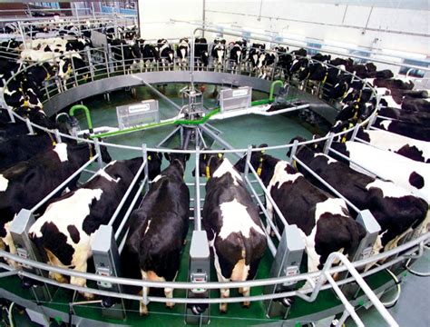 喜讯！重庆市首家奶牛场达到“两病”净化标准_光大乳业——每天就喝，奶牛梦工场！