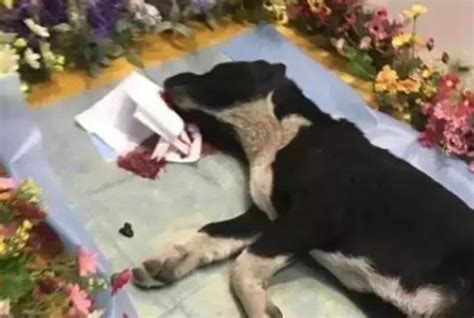 男子收养的流浪狗刚到家两天就去世了，结果葬礼上出现“诈尸”