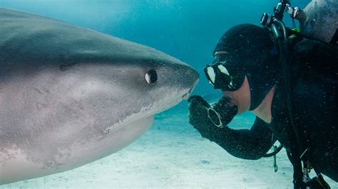 鲨鱼是地球唯一不得癌症的动物? 关于鲨鱼的几个事实