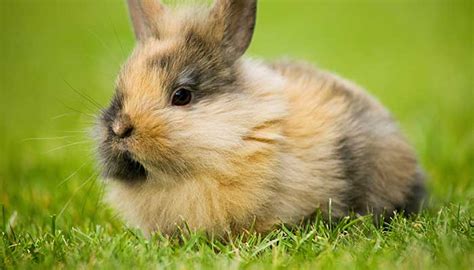 2021年属兔的今年多大虚岁 属兔的今年过生日多大年龄 - 万年历