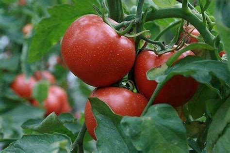 新鲜蔬菜西红柿高清摄影大图-千库网