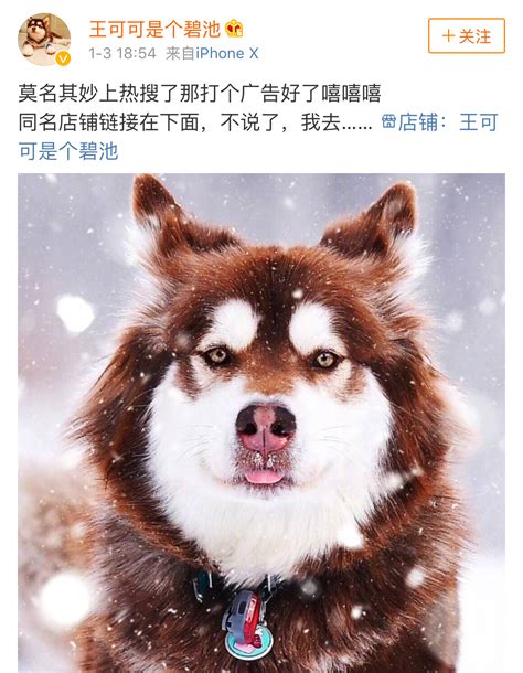 中国是世界上犬只数量最多的国家，超过日本的总人口数，你养了吗_狗狗