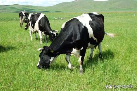 市场上小奶牛多少钱，奶牛提高产奶量的方法有几种？- 理财技巧_赢家财富网