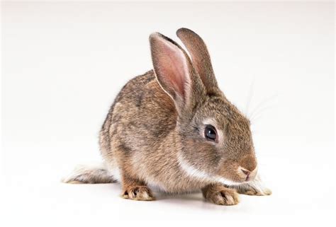 兔图片