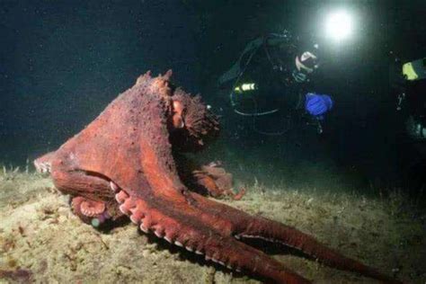 海豹活吞巨型章鱼 - 海洋财富网