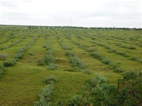 优质牧草种黑麦草，生长速度快产量高-绿宝园林网