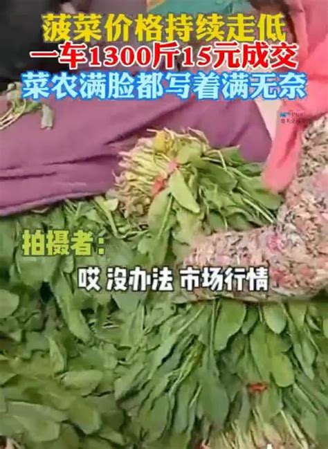 “1300斤菠菜仅给15元”，别急着骂菜贩坑农| 新京报快评