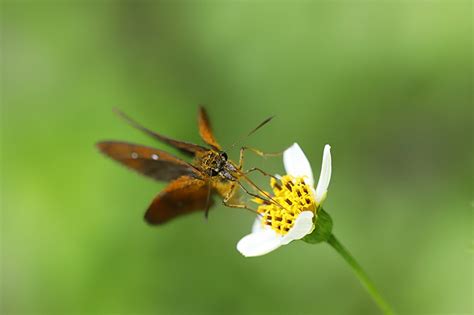 虫趣:花香引蝶-中关村在线摄影论坛