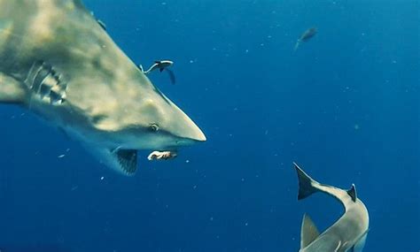 潜水员美国深海拍摄巨型鲨鱼场面惊心-新闻中心-温州网
