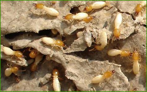 白蚁防治方法总结-河南天网有害生物防治有限公司