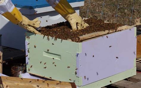 高级养蜂师夏季在养蜂场进行检查照片摄影图片_ID:351723157-Veer图库