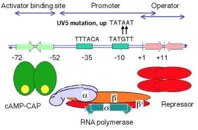 构建诱导型CRISPR/Cas9系统用于小鼠免疫细胞基因功能研究