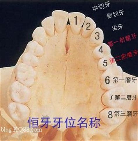 牙齿分类和名称