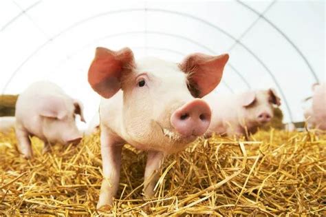 生猪价格一周反弹超30%，下半年进入“上涨区间”？-新闻频道-和讯网